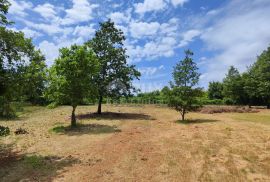 ISTRA, BARBAN Prostrano građevinsko zemljište!, Barban, Terreno