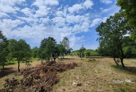 Barban, okolica, prostrano zemljište sa velikim potencijalom, Barban, Terreno