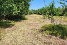 ISTRA, BRTONIGLA - Prostrano poljoprivredno zemljište, Brtonigla, Terrain