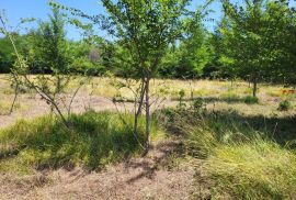 ISTRA, BRTONIGLA - Prostrano poljoprivredno zemljište, Brtonigla, Land