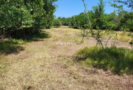 ISTRA, BRTONIGLA - Prostrano poljoprivredno zemljište, Brtonigla, Terra