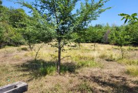 ISTRA, BRTONIGLA - Prostrano poljoprivredno zemljište, Brtonigla, Land