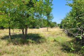 ISTRA, BRTONIGLA - Prostrano poljoprivredno zemljište, Brtonigla, Terrain