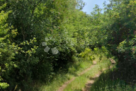 Šuma za sječu, Svetvinčenat, Tierra