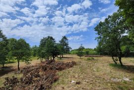 Građevinsko zemljište Top Zemljište kod Barbana, Barban, Terreno