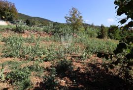 Građevinsko zemljište u okolici Motovuna!, Motovun, Terra