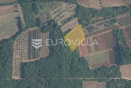 Istra, Brtonigla, okolica, 5.000m2 poljoprivrednog zemljišta pogodno za maslinik ili vinograd, Brtonigla, Terreno