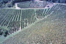 Vinograd na 30.526m² zemljišta u srcu Hrvatskog Zagorja!, Bedekovčina, Γη