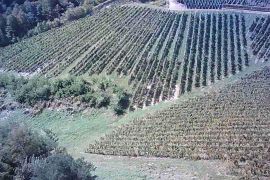 Vinograd na 30.526m² zemljišta u srcu Hrvatskog Zagorja!, Bedekovčina, Terra