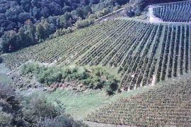 Vinograd na 30.526m² zemljišta u srcu Hrvatskog Zagorja!, Bedekovčina, Terrain