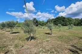 Poljoprivredno zemljište Prodaje se poljoprivredno zemljište, Maslinik, 3590 m2, Kaštelir-Labinci, Terreno