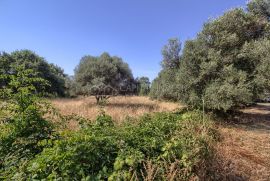 Prodajemo građevinsko zemljište u Pavićinima, Istra, Marčana, Land