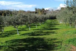 Poljoprivredno zemljište Prodaje se poljoprivredno zemljište2100 m2, Ližnjan, Ližnjan, Terrain