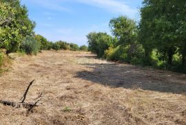 ISTRA, MARČANA - Građevinsko i poljoprivredno zemljište, Marčana, Terra