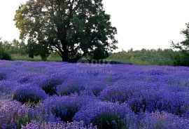 ISTRA, GROŽNJAN - Prostrano zemljište na rubu naselja, Grožnjan, أرض