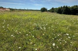 ISTRA, BARBAN - Građevinsko zemljište za gradnju kompleksa vila! PRILKA ZA INVESTICIJU!, Barban, Land