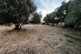 Prodajemo građevinsko zemljište u Pavićinima, Istra, Marčana, Land