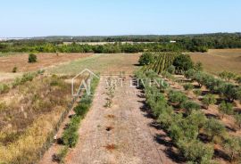 Istra; Umag, okolica - prostrano uređeno imanje sa velikim maslinikom i samostojećim objektom, Umag, Terrain