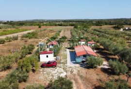 Istra; Umag, okolica - prostrano uređeno imanje sa velikim maslinikom i samostojećim objektom, Umag, Γη