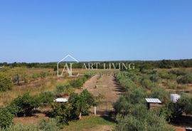 Istra; Umag, okolica - prostrano uređeno imanje sa velikim maslinikom i samostojećim objektom, Umag, Terrain