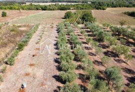 Istra; Umag, okolica - prostrano uređeno imanje sa velikim maslinikom i samostojećim objektom, Umag, Terrain