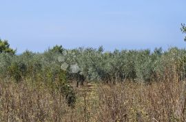 Građevinsko zemljište 300m od mora, Medulin, Arazi