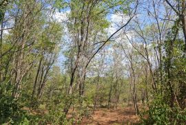 ISTRA, KAŠTELIR - Prostrana šuma blizu naselja, Kaštelir-Labinci, Land