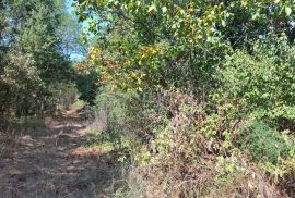 ISTRA, KAŠTELIR - Prostrana šuma blizu naselja, Kaštelir-Labinci, Land