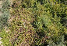 Istra, Buje - prostrano građevinsko zemljište na atraktivnoj lokaciji, Buje, Land