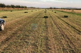 Poljoprivredno zemljište PRODAJA 25.000 m2, Nadin, Benkovac, Land