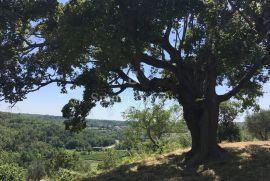 BUJE - MOMJAN, starina sa zemljištem površine 16.691 m2, Buje, Kuća