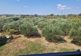 Kuća prodaja POLAČA 160 m2 na 2396 građevinske parcele, Polača, Casa