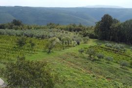 ISTRA, BARBAN - Prostrano građevinsko zemljište s otvorenim pogledom!, Barban, Terreno