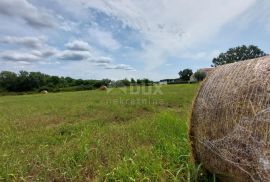 ISTRA, BRTONIGLA - Prostrano građevinsko zemljište za investiciju, Brtonigla, Arazi