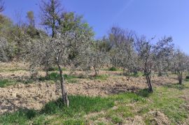 ISTRA - MASLINIK, Buzet, Terreno