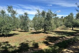 Prostrano poljoprivredno zemljište, Poreč, Land