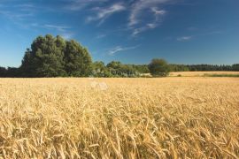 Poljoprivredno zemljište na odličnoj lokaciji, Veliki Grđevac, Land