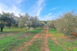 Maslenik na odličnoj lokaciji u Funtani, Funtana, Land