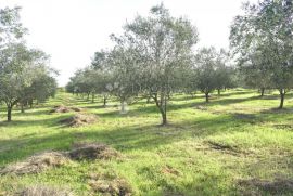 Maslinik u unutrašnjosti Istre, Barban, Land