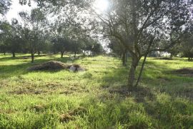 Maslinik u unutrašnjosti Istre, Barban, Zemljište