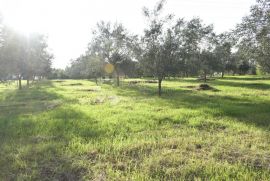 Maslinik u unutrašnjosti Istre, Barban, Land