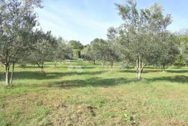 Poljoprivredna parcela na mirnoj lokaciji, Barban, Land