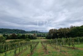 Zlatar, zapušteni vinograd od 1.025 m², na prodaju, Zlatar, Земля