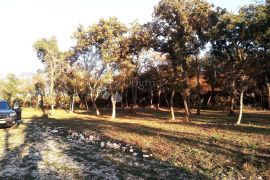 Šuma na mirnoj lokaciji, Vodnjan, Arazi