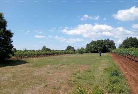 Poljoprivredno zemljište Prodaja poljoprivrednog zemljište, Juršići, Svetvinčenat, Terrain