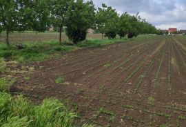 Poljoprivredno zemljište - Tenja, Osijek, Terreno