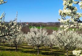 Poljoprivredno zemljište - Podgorje Bračevačko, Terreno