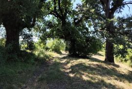 Istra, Buzet - građevinsko zemljište s pogledom na prirodu, Buzet, Terrain