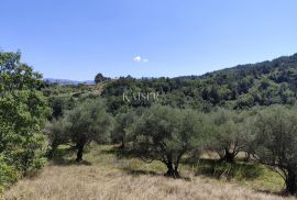 Istra, Buzet - građevinsko zemljište s pogledom na prirodu, Buzet, Land