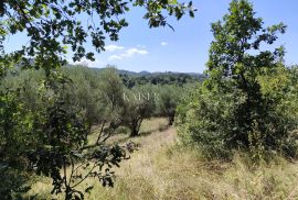 Istra, Buzet - građevinsko zemljište s pogledom na prirodu, Buzet, Land